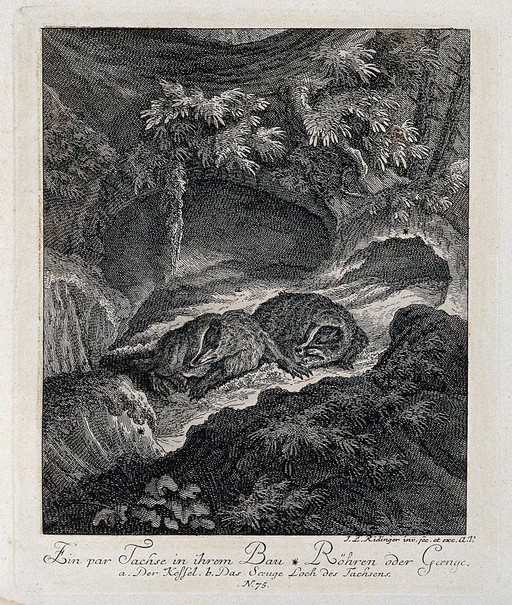 Two badgers in their burrow. Etching by J. E. Ridinger.