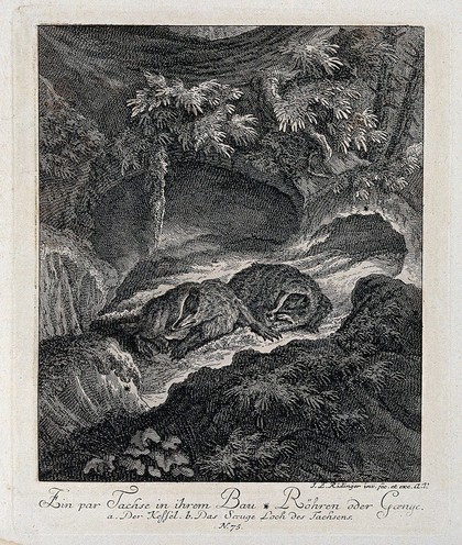 Two badgers in their burrow. Etching by J. E. Ridinger.