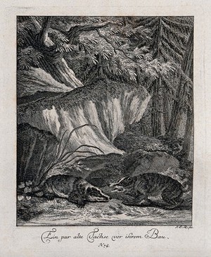 view Two old badgers in front of their sett in the forest. Etching by J. E. Ridinger.