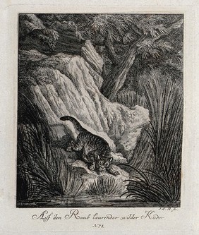 A wild cat lying in wait for prey on a rock near a river. Etching by J. E. Ridinger.