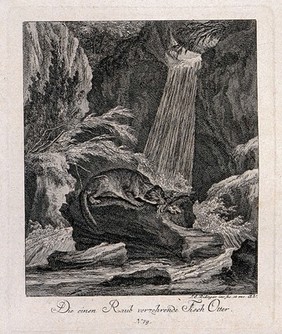 An otter devouring a fish on a rock in the river near a waterfall. Etching by J. E. Ridinger.