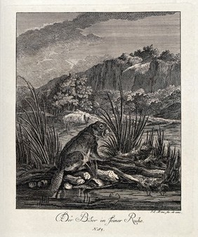 A beaver sitting on a lattice work of branches on the river shores. Etching by J. E. Ridinger.