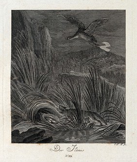 Nocturnal scene with a polecat stealing eggs from a duck's nest in the reeds while the duck is fluttering its wings above. Etching by J. E. Ridinger.