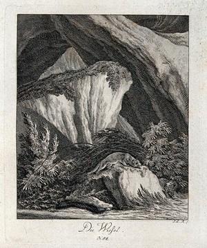 view A weasel resting on a rock in a mountainous landscape. Etching by J. E. Ridinger.
