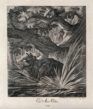 view An aurochs wading the stream in a forest. Etching by J. E. Ridinger.