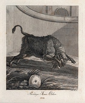 An aurochs charging in an enclosure. Etching by J. E. Ridinger.