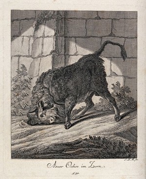 view A raging aurochs turning up ground with its horns in an enclosure. Etching by J. E. Ridinger.