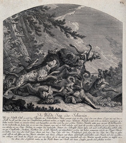A pack of dogs has tracked down a wild boar which in turn succeeded in burying its tusk in the abdomen of one of the dogs. Etching by J.E. Ridinger.