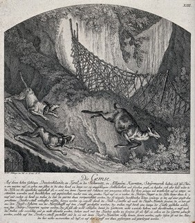 A chamois buck is chased downhill into a net by two hunting dogs. Etching by J.E. Ridinger.