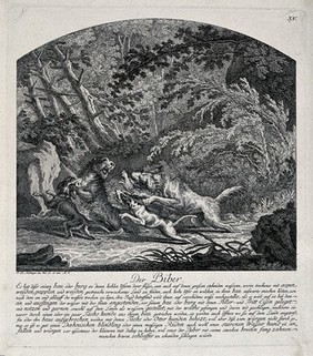 A beaver, tracked down by the dogs on the river banks, is trying to fight them of by putting its sharp claws around the head of one dog while exposing its teeth to the other dogs. Etching by J.E. Ridinger.