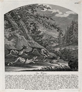 A hare chased by three hunting dogs in a forest. Etching by J.E. Ridinger.