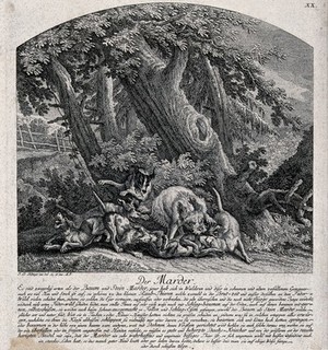 view A marten is bitten to death by a pack of hunting dogs. Etching by J. E. Ridinger.