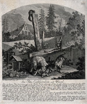 view A pole cat and a weasel are hunted and killed in different ways with a squirrel watching on. Etching by J.E. Ridinger.