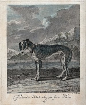 view A greyhound standing by the sea with exotic vegetation in the background. Coloured etching by J. E. Ridinger.