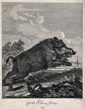 A wild boar on the run. Etching by J.E. Ridinger.