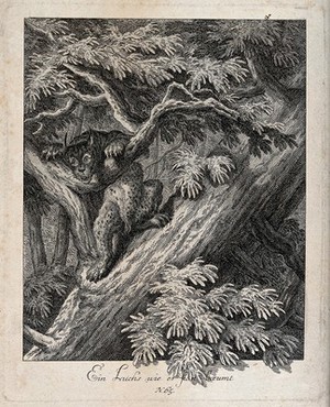 view A lynx climbing up a tree. Etching [by J.E. Ridinger].