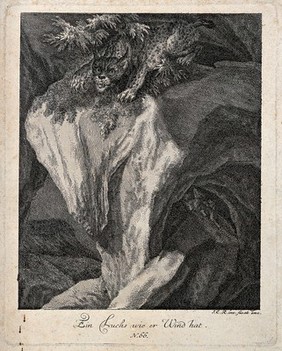 A lynx sitting on a crag getting wind of its prey. Etching by J.E. Ridinger.