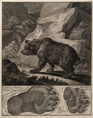 view Above, a bear in a rocky landscape, below, its footprints. Etching by J.E. Ridinger.