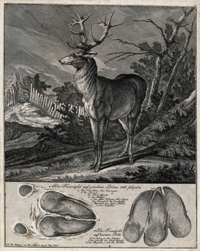 Above, a stag coming out of the forest on to a clearing, below, its hoof prints in soft and hard ground. Etching by J. E. Ridinger.