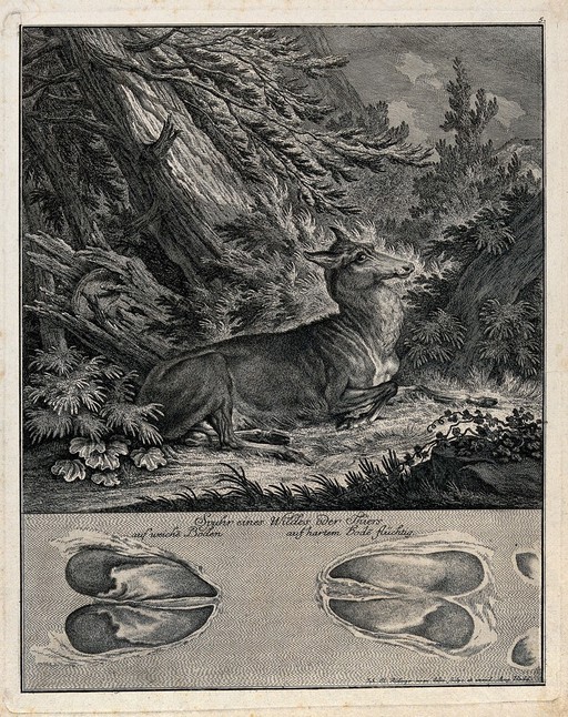 Above, resting hind, below, its hoofmarks. Etching by J.E. Ridinger.