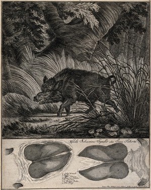 view Above, a wild boar passing rushes on a lake, below, its tracks. Etching by J.E. Ridinger.