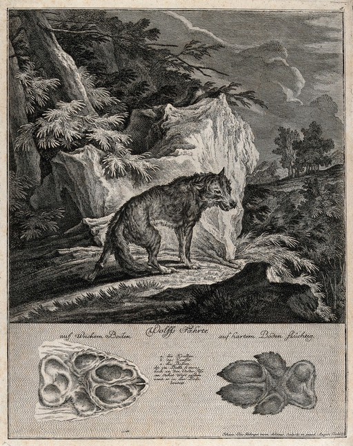 Above, an emaciated wolf in a rocky landscape, below, its tracks. Etching by J.E. Ridinger.