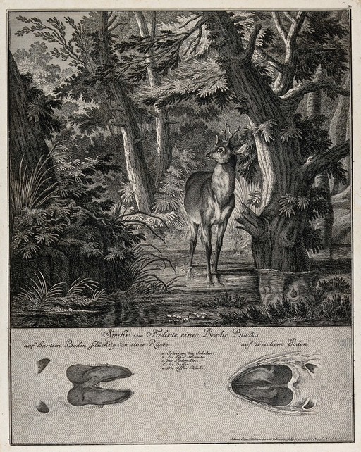 Above, a roebuck crossing a shallow stream in the forest, below, its track. Etching by J. E. Ridinger.