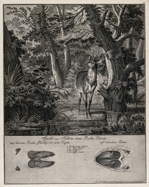 view Above, a roebuck crossing a shallow stream in the forest, below, its track. Etching by J. E. Ridinger.