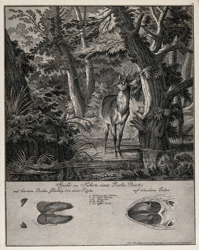 Above, a roebuck crossing a shallow stream in the forest, below, its track. Etching by J. E. Ridinger., by Johann Elias Ridinger