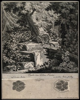 Above, a wildcat grooming itself on a pedestal in the forest, below, its tracks. Etching by J.E. Ridinger.