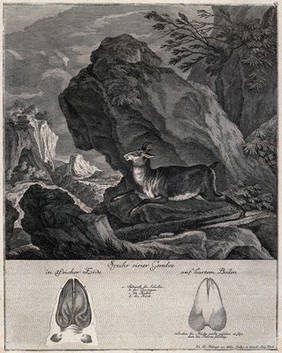 Above, a chamois leaping in front of a rock in a mountainous landscape, below, its tracks in soft and hard soil. Etching by J. E. Ridinger.