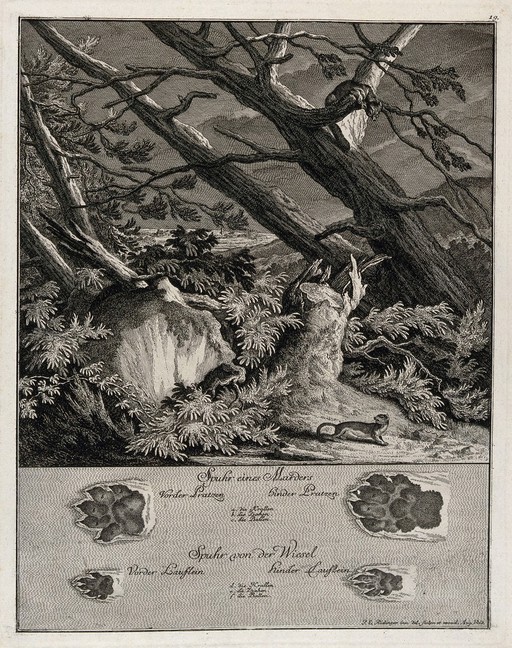 Above, a marten and a weasel on a nocturnal excursion in the forest, below, their tracks. Etching by J. E. Ridinger.