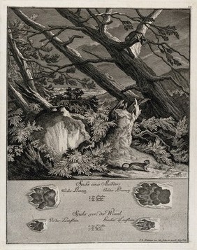 Above, a marten and a weasel on a nocturnal excursion in the forest, below, their tracks. Etching by J. E. Ridinger.