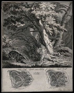Above, a badger in a forest, below, its tracks. Etching by J. E. Ridinger.