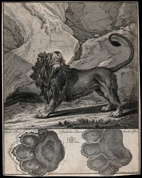 Above, a lion standing roaring in a mountainous landscape, below, the lion's track. Etching by J. E. Ridinger.