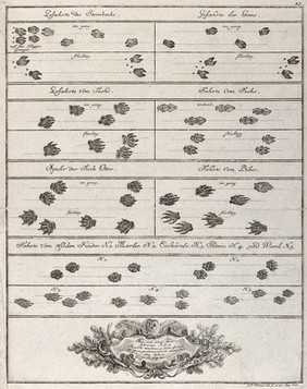 Above, a table with various animal tracks, including those of chamois, badger, fox, otter, beaver and wild cat, below, a richly decorated arabesque with an inscription. Etching by J. E. Ridinger.