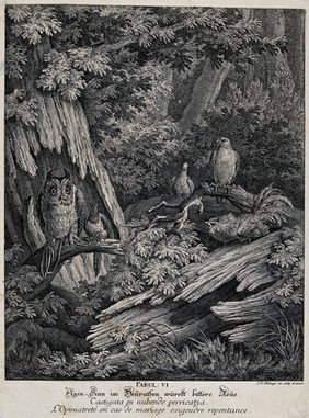 A magpie and an owl are sitting on a branch in a forest, tied to each other with a string, while a capercaillie, a bird of prey and a pidgeon are looking at the odd couple in disbelief. Etching by J. E. Ridinger.