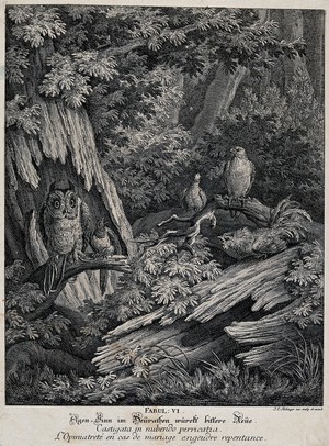 view A magpie and an owl are sitting on a branch in a forest, tied to each other with a string, while a capercaillie, a bird of prey and a pidgeon are looking at the odd couple in disbelief. Etching by J. E. Ridinger.