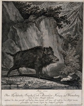 A wild boar standing in a forest clearing in front of a rock. Etching by J. E. Ridinger.