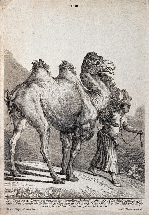 A camel lifting its tail to urinate whilst walking with its Turkish drover. Etching by M. E. Ridinger after J. E. Ridinger.