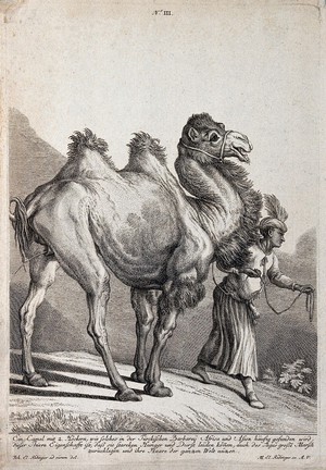 view A camel lifting its tail to urinate while walking with its Turkish drover. Etching by M. E. Ridinger after J. E. Ridinger.