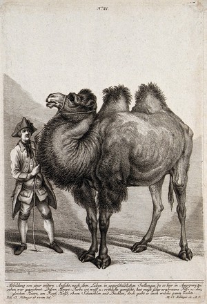 view A camel held by a man in European attire. Etching by M. E. Ridinger after J. E. Ridinger.