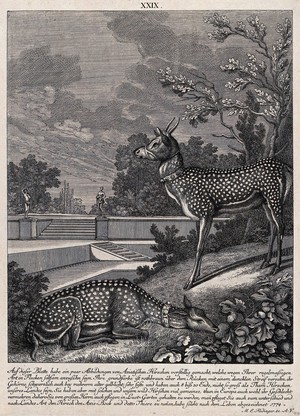 view Two spotted Asian bucks in a landscape garden. Etching by M. E. Ridinger.