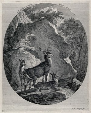 view A stag, a buck and a hind before a huge rock in the forest. Etching by J. E. Ridinger.