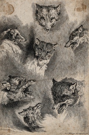 view Seven different facial expressions of a fox, ranging from observant to defensive. Etching by J. E. Ridinger.