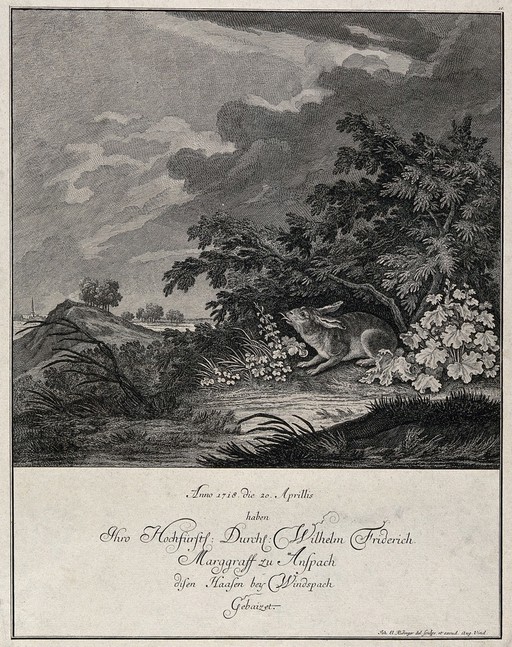 A hare with a split tongue seeking shelter from the arising cloudburst under some shrubbery. Etching by J. E. Ridinger.