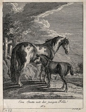 A mare with its filly in the paddock. Etching by J. E. Ridinger.