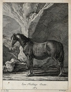 A pregnant mare. Etching by J. E. Ridinger.