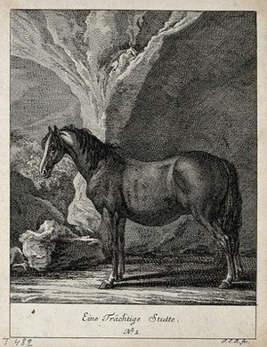 view A pregnant mare. Etching by J. E. Ridinger.