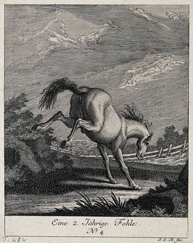 A two-year old filly baulking in the paddock. Etching by J. E. Ridinger.